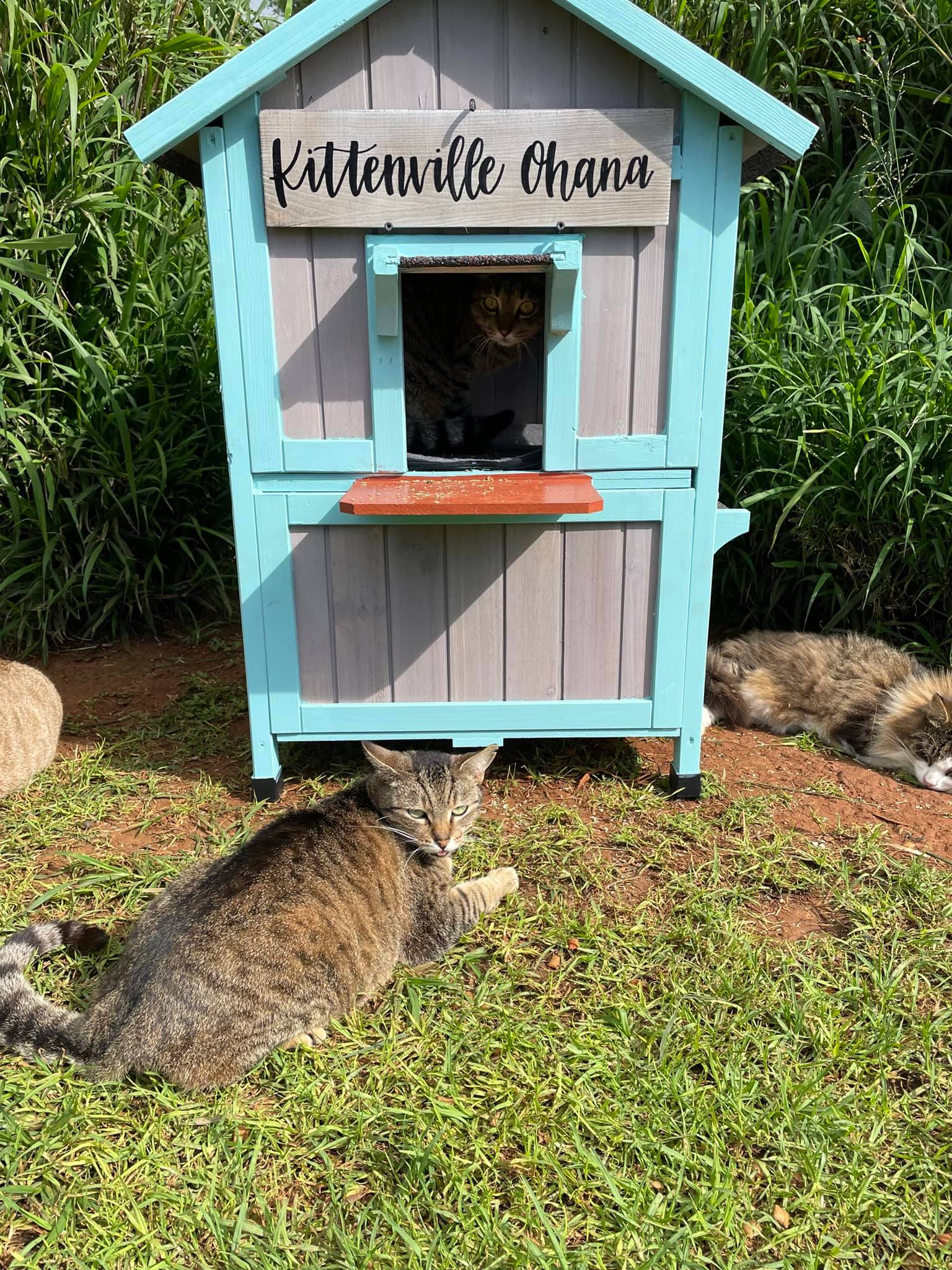 Kittenville Ohana Cat Sanctuary Donation